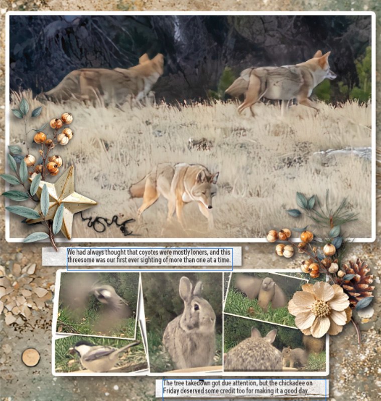 251103 Three Coyotes 1000