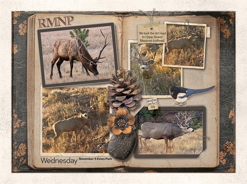 251105 Another Perfect Day 1000