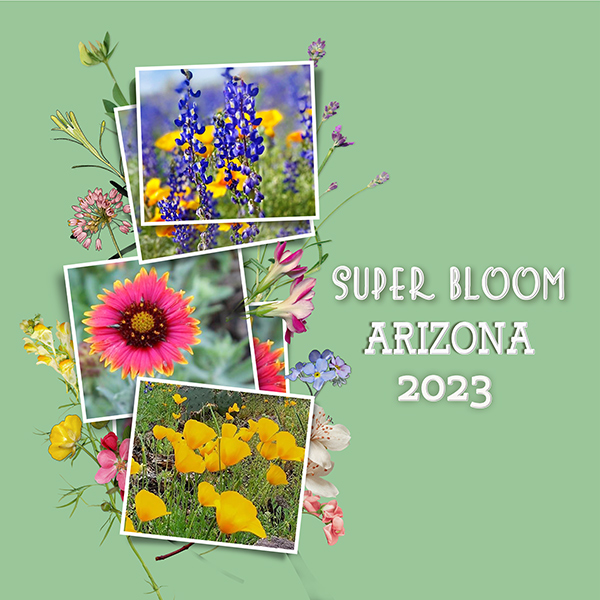 #3: Super Bloom