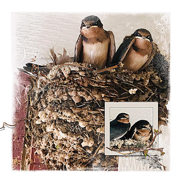 #4: barn swallows again.jpg