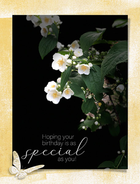 52 Inspirations_06-18_Special_Birthday-MockOrange