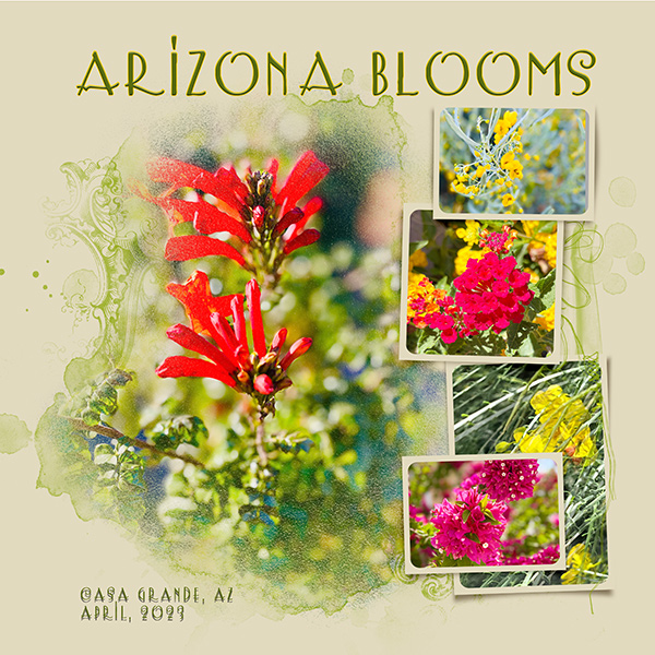 #7: Arizona blooms