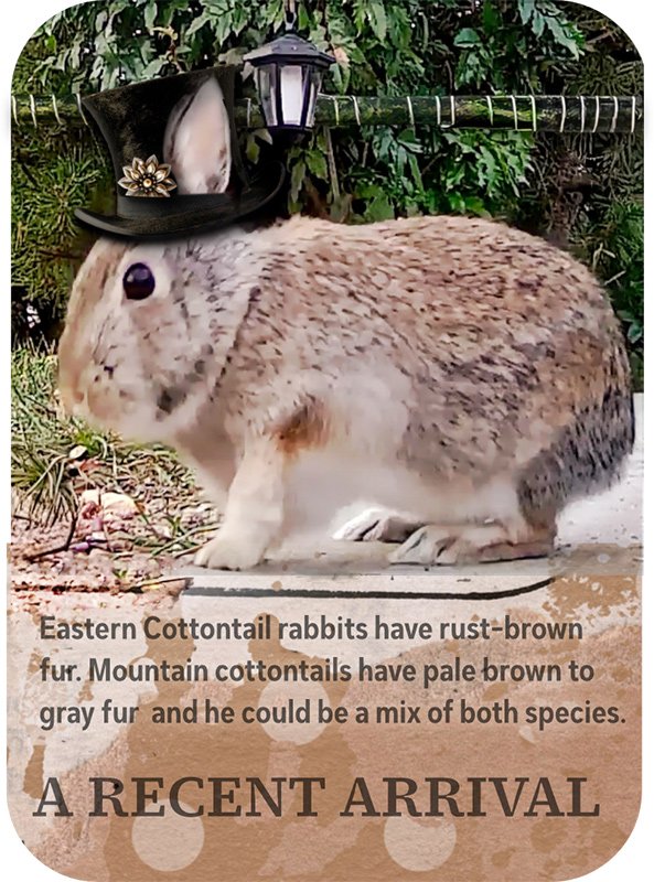 A Recent Arrival (ATC)