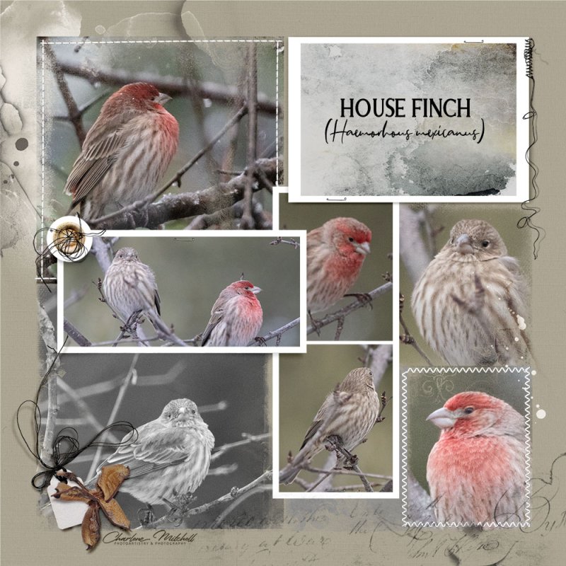 aA APP CarpeDiem/FIDTP2V - HouseFinches