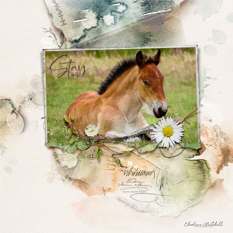 aA ArtPlay Palette Wildflower - Horse
