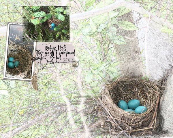 Aa Lift 04.22.17 Robins Nests 2017