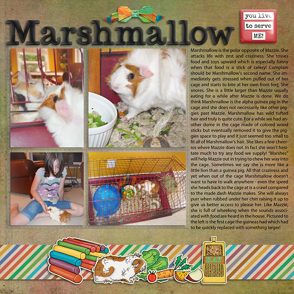 About Marshmallow the Guinea Pig