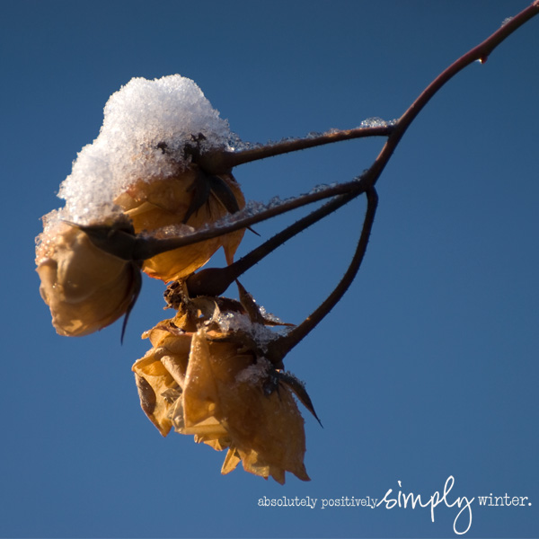 absolutely positively simply winter