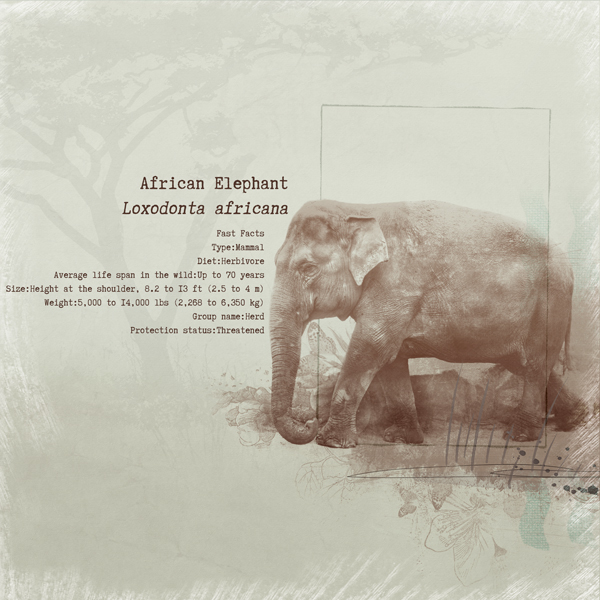 African elephant