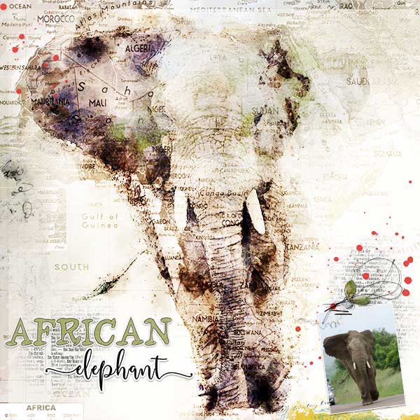 African-Elephant