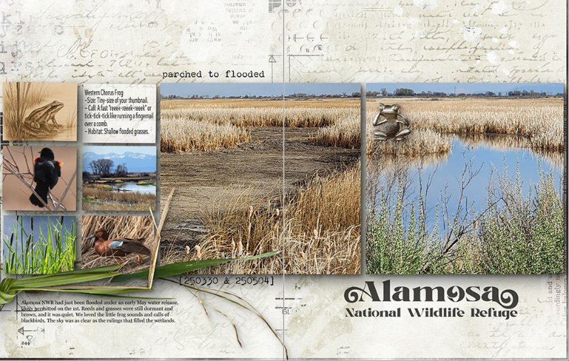 Alamosa Flooded