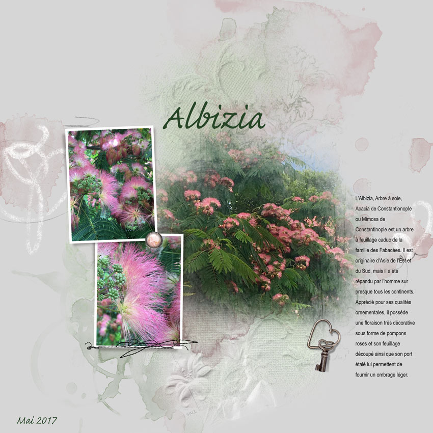 Albizia