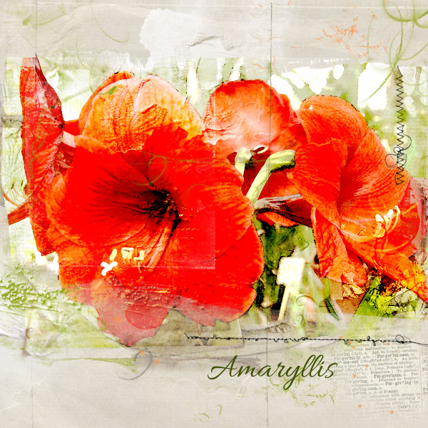 Amaryllis