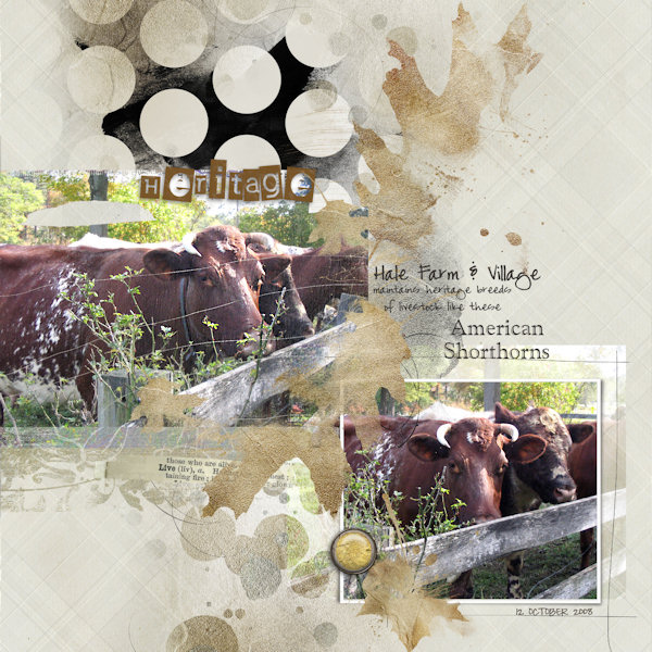 American Shorthorns - Anna Makeover twist