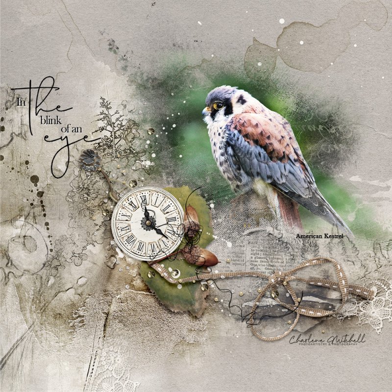 anna-aspnes-digital-art-artplay-collection-frondescence-AmericanKestrel