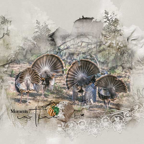 anna-aspnes-digital-art-artplay-Frondescence Collection-Jerri Lantz-Turkey Tails