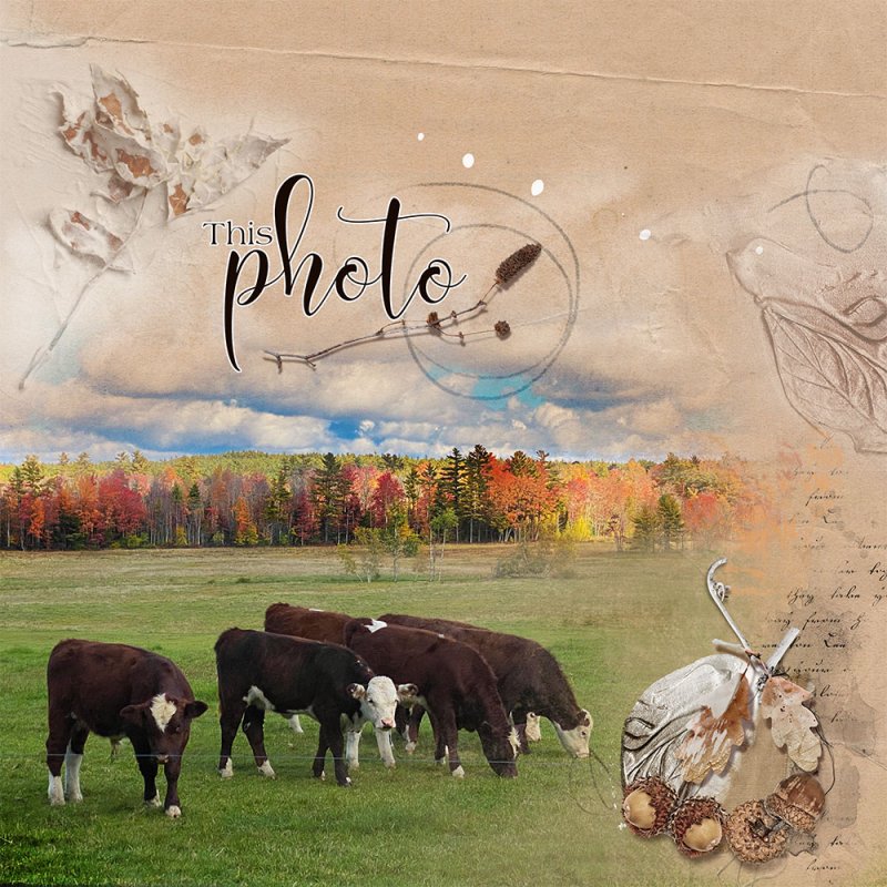 anna-aspnes-digital-art-artplay-Hinterland collection-Joan Robillard-Cows.jpg