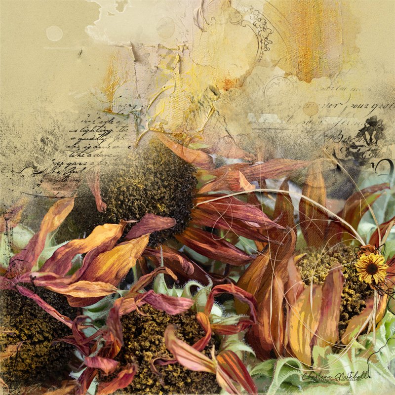 anna-aspnes-digital-art-artplay-palette-sol-Charlene-driedsunflowers.jpg
