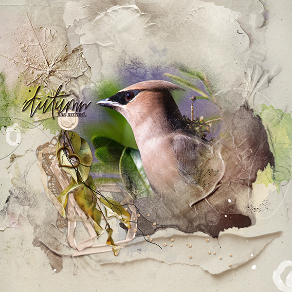 Anna Color, Cedar Waxwing - APP Cider