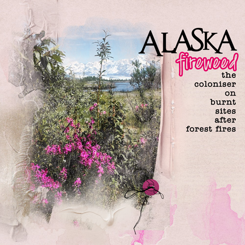 Anna Color Lift_06-10-16_Alaska Fireweed