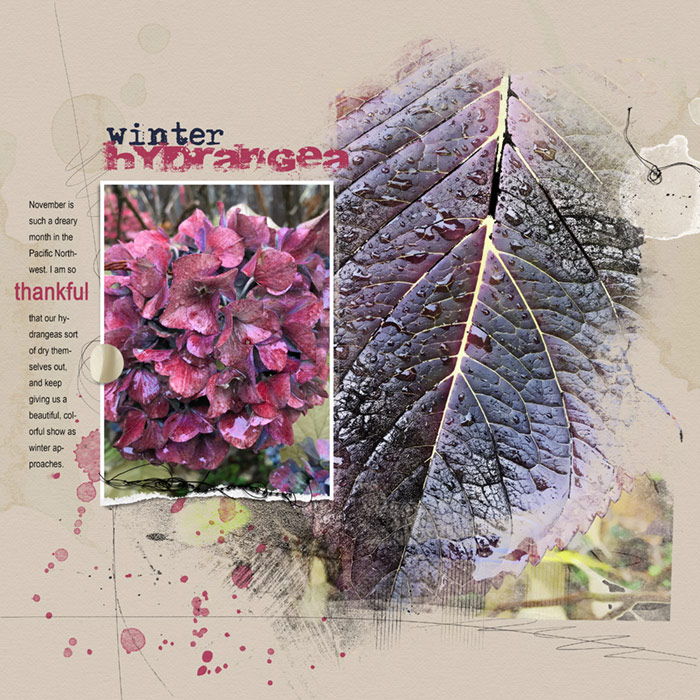 Anna Color Lift_11-17-17_Thankful_Winter Hydrangea