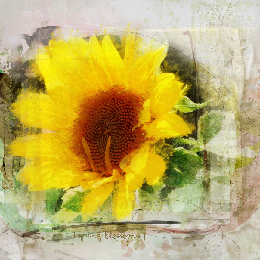 Anna Color Sunflower