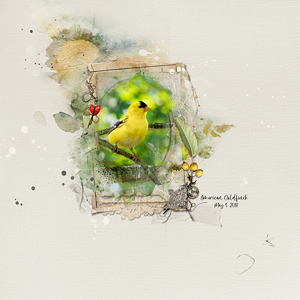 Anna Lift - American Goldfinch