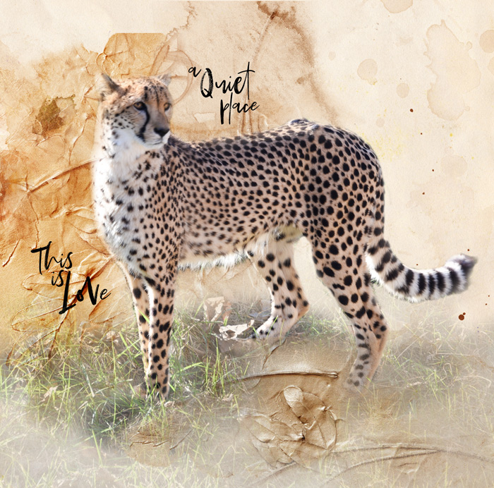 Anna Lift--Cheetah