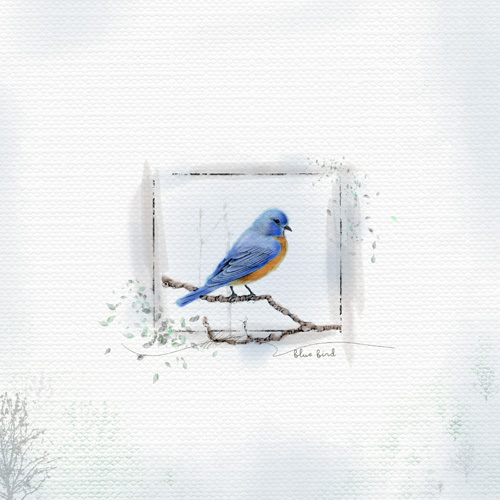 Anna Lift_10-08-16_Bluebird Watercolor