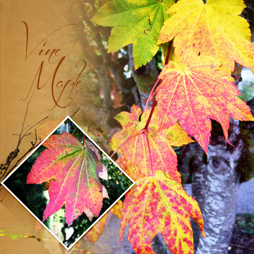 Anna Lift_11-7-15_Vine Maple