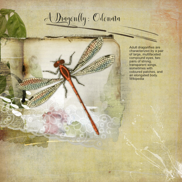 AnnaCol 8-25.jpg Dragonfly.