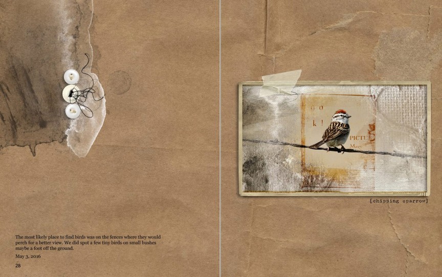 AnnaColor Challenge 05.13.2016 - Chipping Sparrow