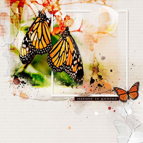 AnnaColor: Pam's Butterfly Migration