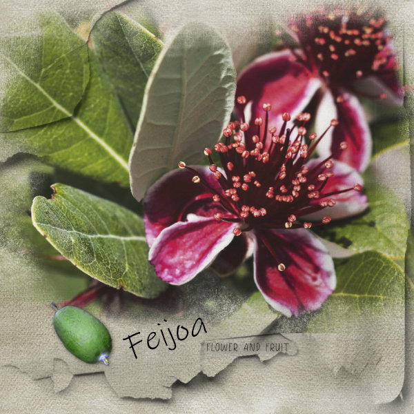 Annalift 10-22, Feijoa.jpg