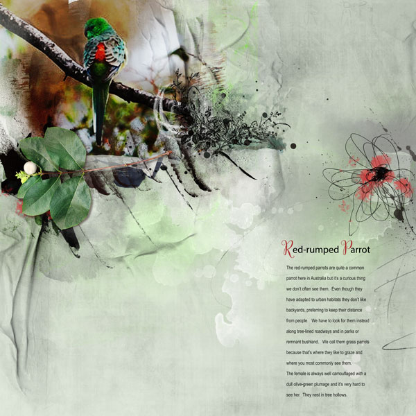 AnnaLift (11.14.15 - 11.20.15) - Red-rumped Parrot