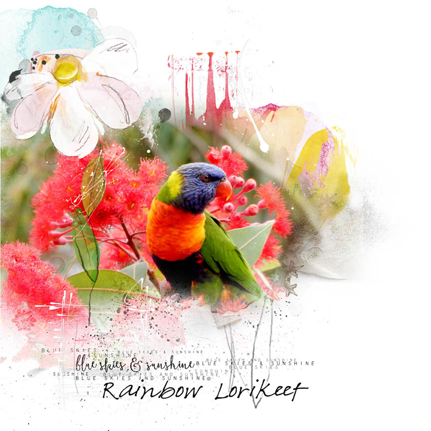 AnnaLift 2/27/16 - 3/4/16 Rainbow Lorikeet
