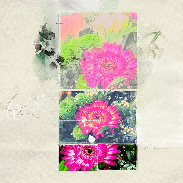 AnnaLift (3.4.17 - 3.10.17) - Gerbera