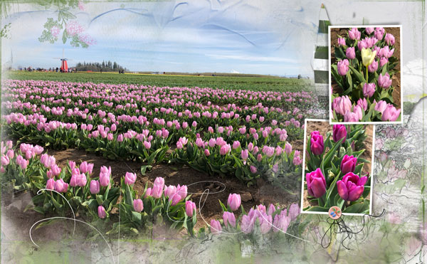 AnnaLift 4-7 Tulips