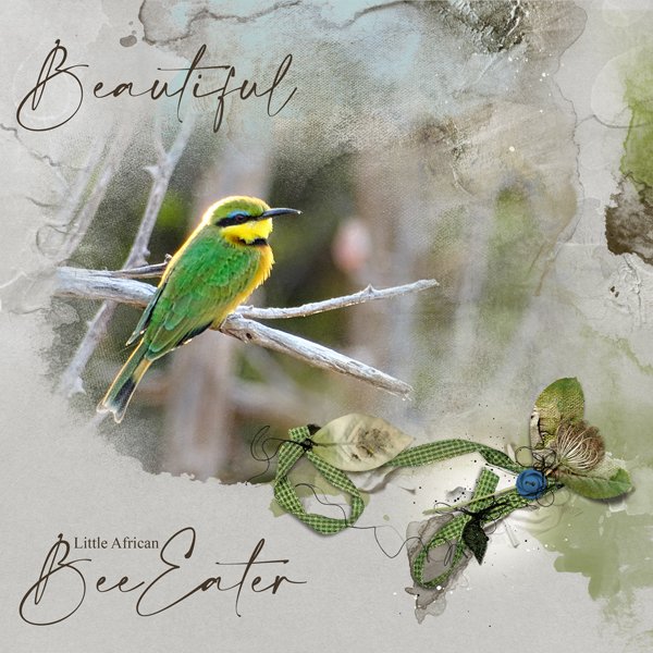 AnnaLift-Little-Bee-Eaters.jpg