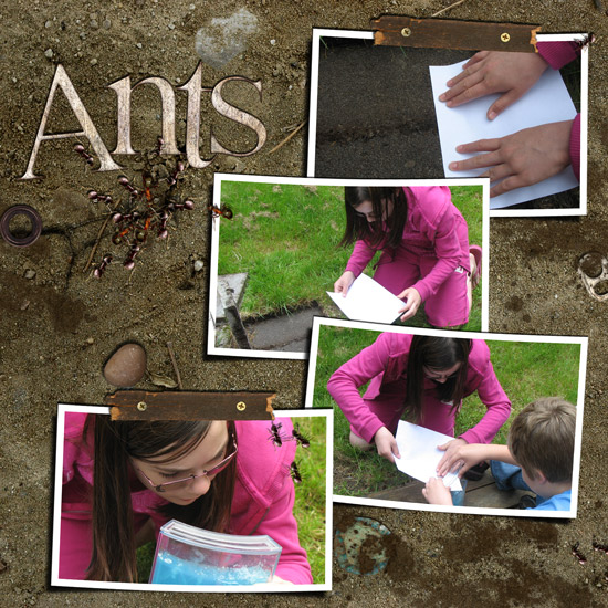Ants