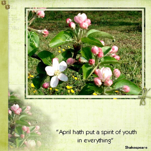 Apple Tree