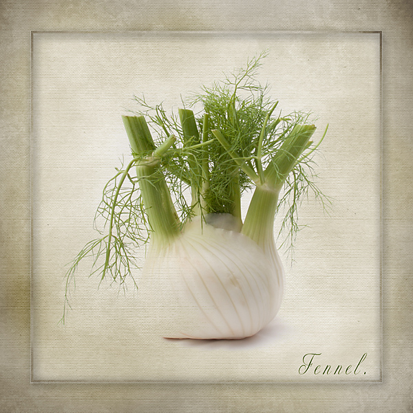 April Camera Corner : Fennel.