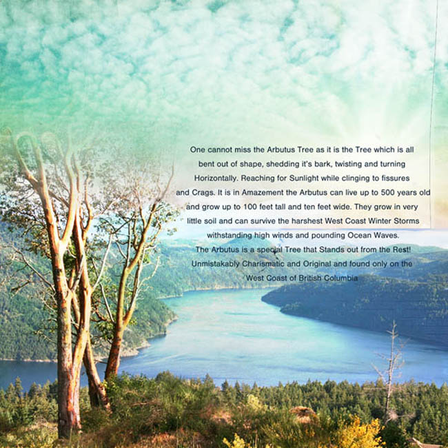 Arbutus Tree