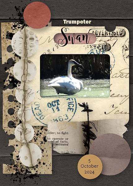 ATC Trumpeter Swan