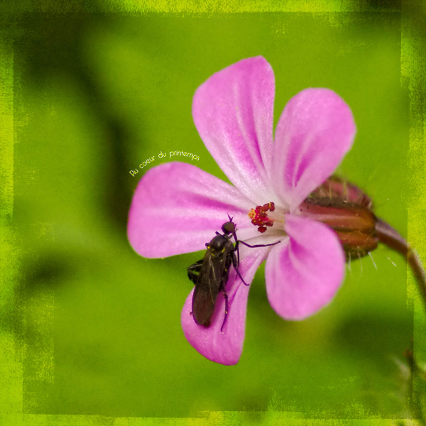 Au coeur du printemps