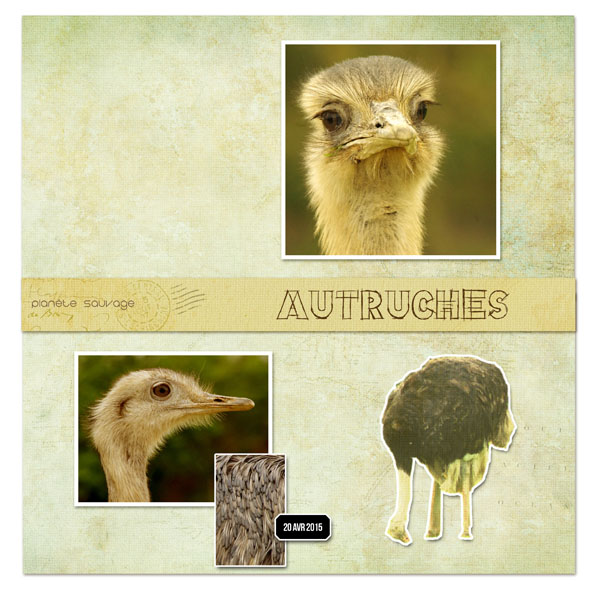 autruches