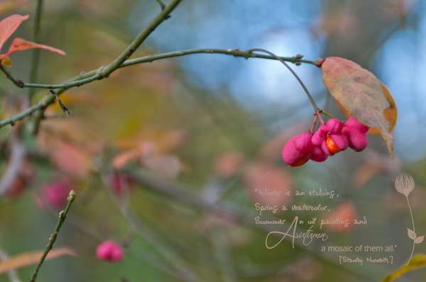 autumn colors