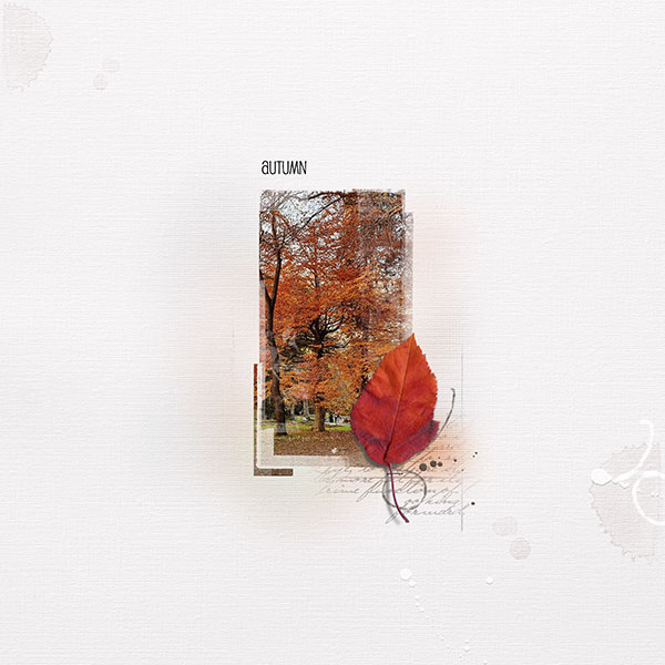 Autumn - Leaf