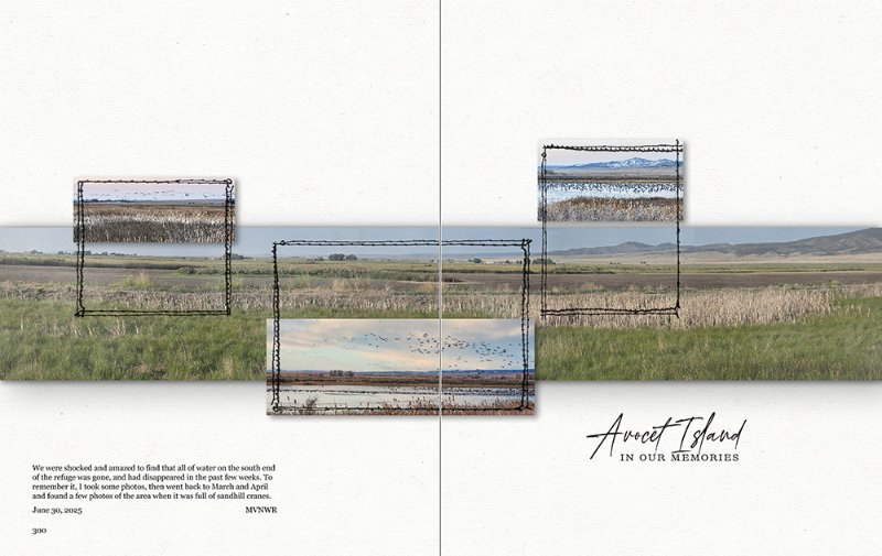 Avocet Island in our Memories