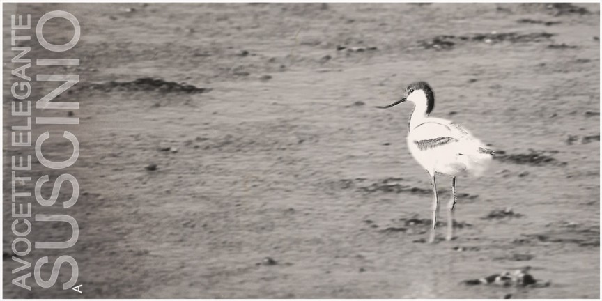 Avocette lgante  Suscinio